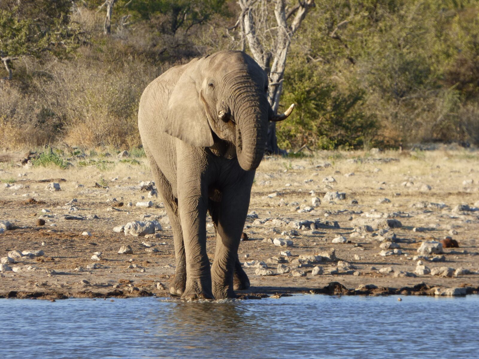 Panasonic DMC-FZ72 sample photo. Wildlife, elephant, namibia photography