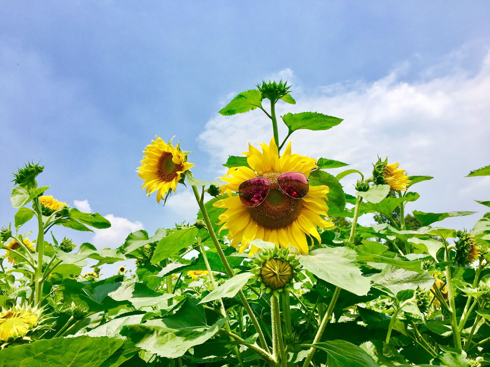 iPhone 6s back camera 4.15mm f/2.2 sample photo. Blue sky, sunflower, cool photography