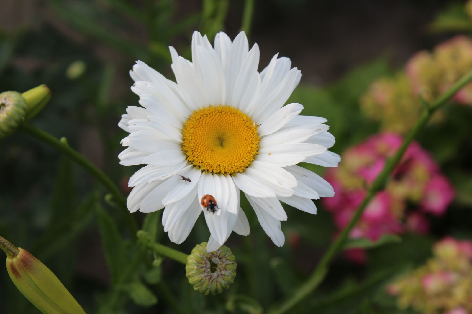 Canon EOS 1300D (EOS Rebel T6 / EOS Kiss X80) sample photo. Flower, ladybug, garden photography