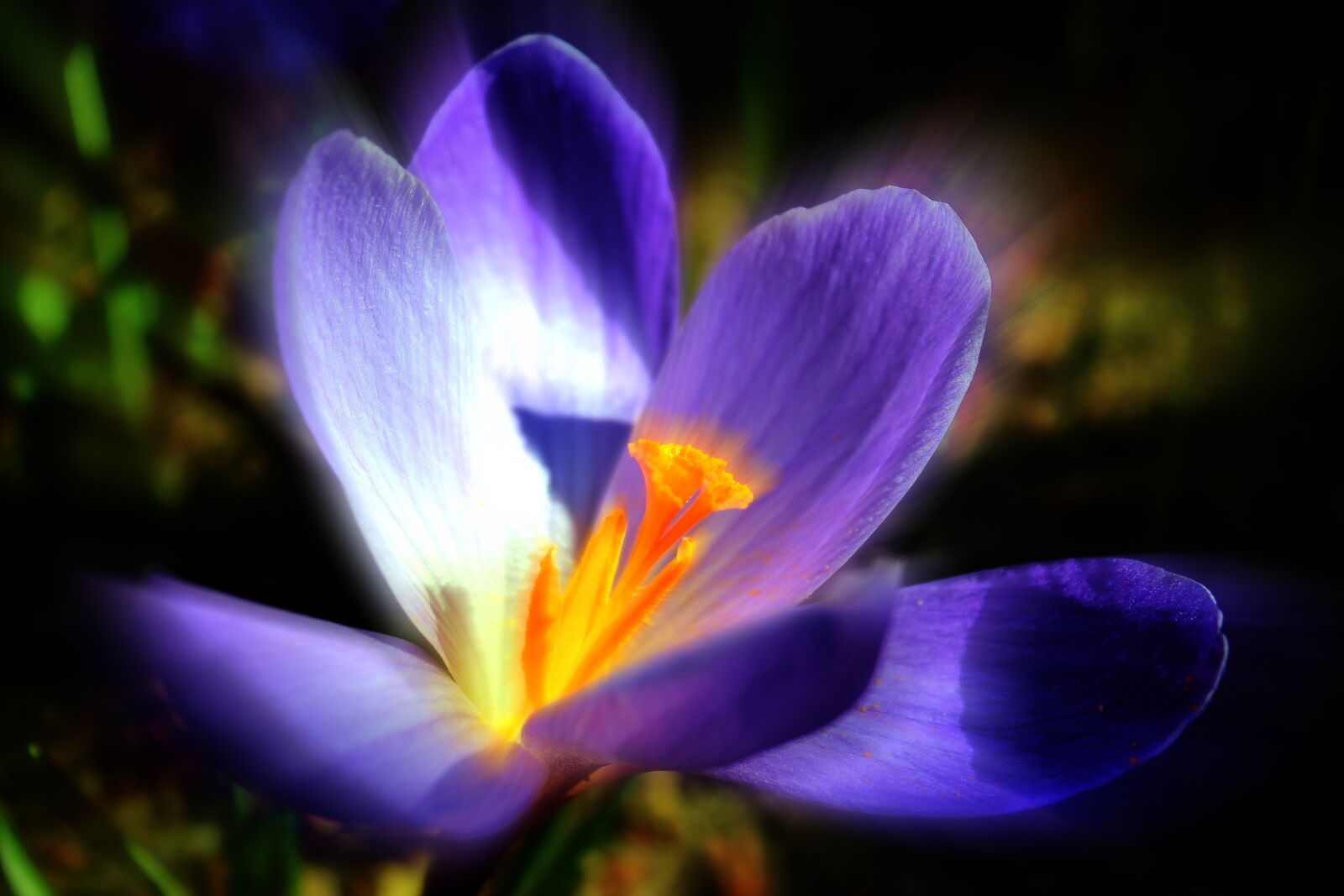 Canon EOS 1300D (EOS Rebel T6 / EOS Kiss X80) sample photo. Crocus, purple, spring photography