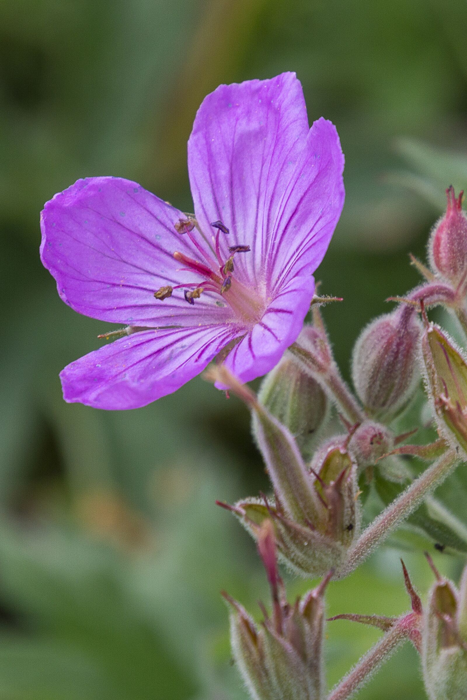 Nikon D3200 + Tamron 16-300mm F3.5-6.3 Di II VC PZD Macro sample photo. Flower, purple, blossom photography