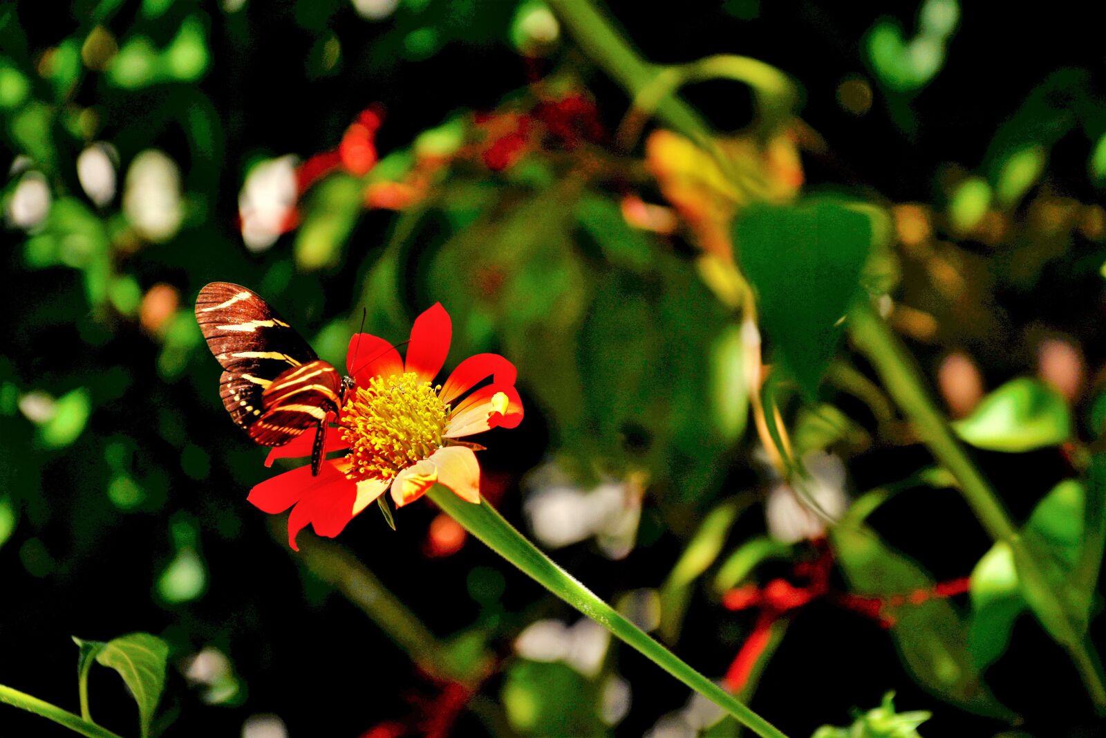Nikon D7100 sample photo. Tropical, butterfly, colorful photography