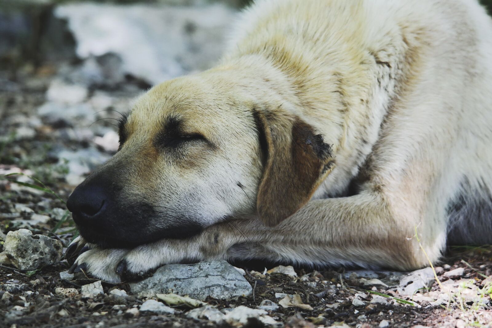 Samsung NX2000 sample photo. Animal, close-up, dog photography