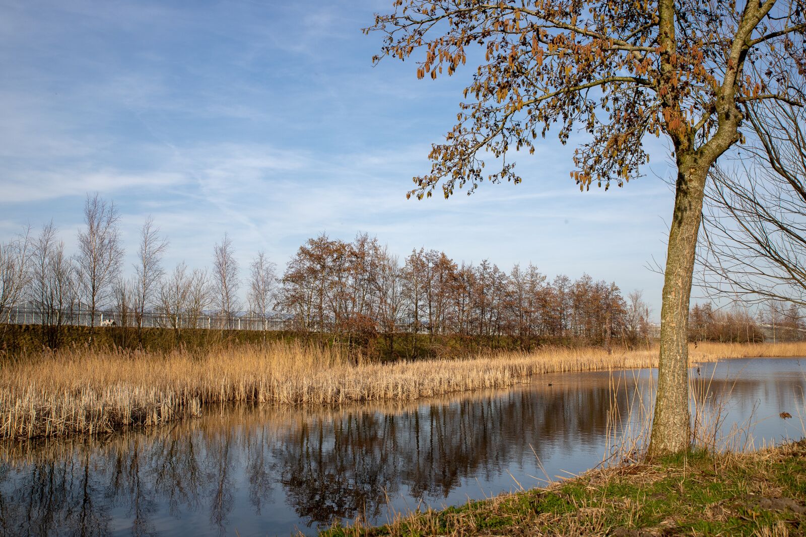 Canon EOS 6D Mark II sample photo. Speed, water, trees photography