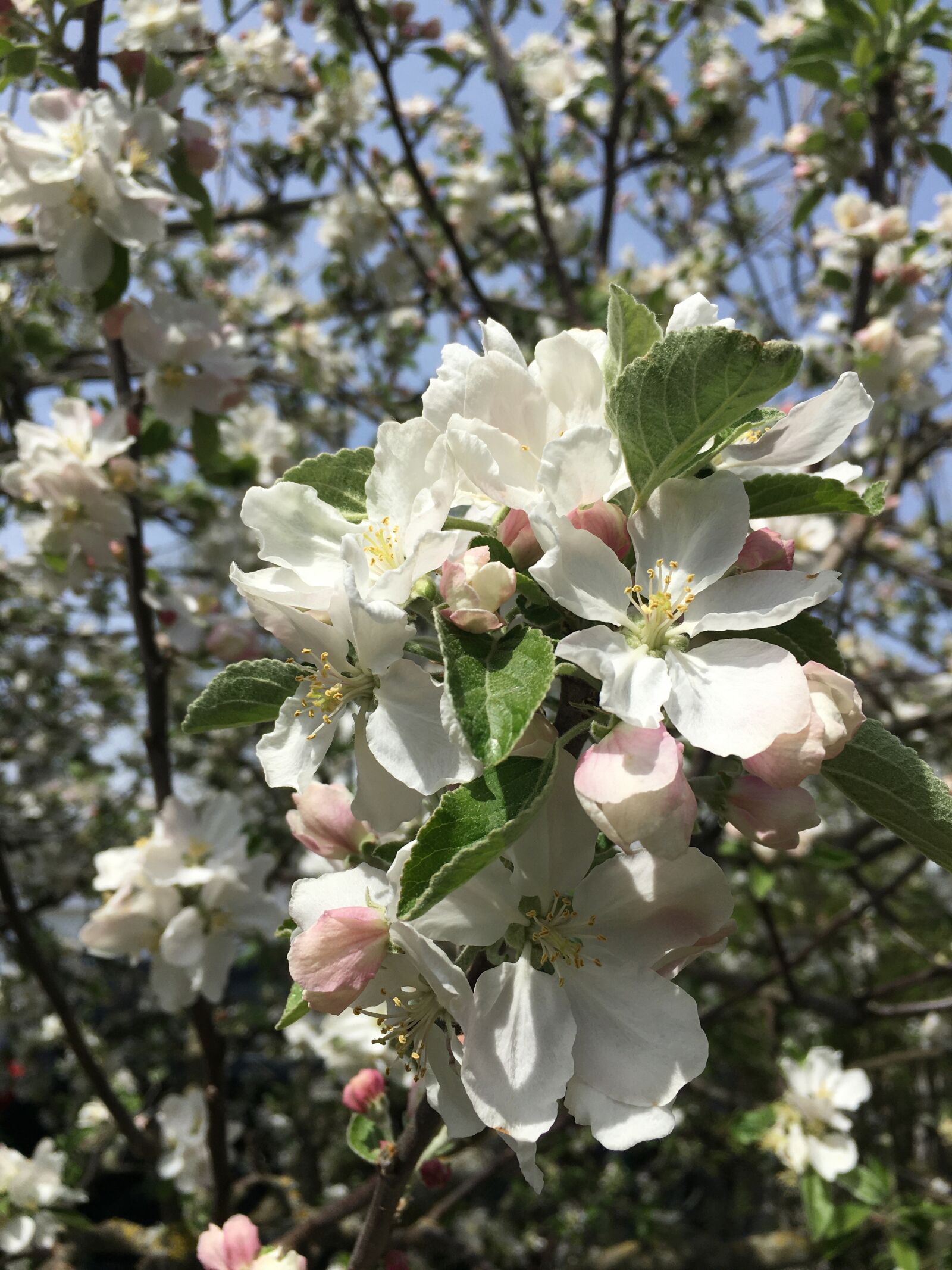 Apple iPhone 6s Plus sample photo. Spring flower, blossom, white photography