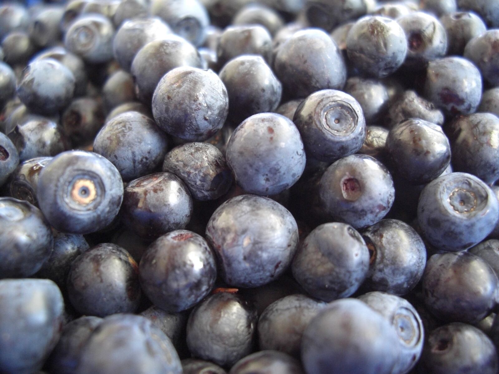 CASIO EX-Z1200 sample photo. Blueberries, fruits, eat photography