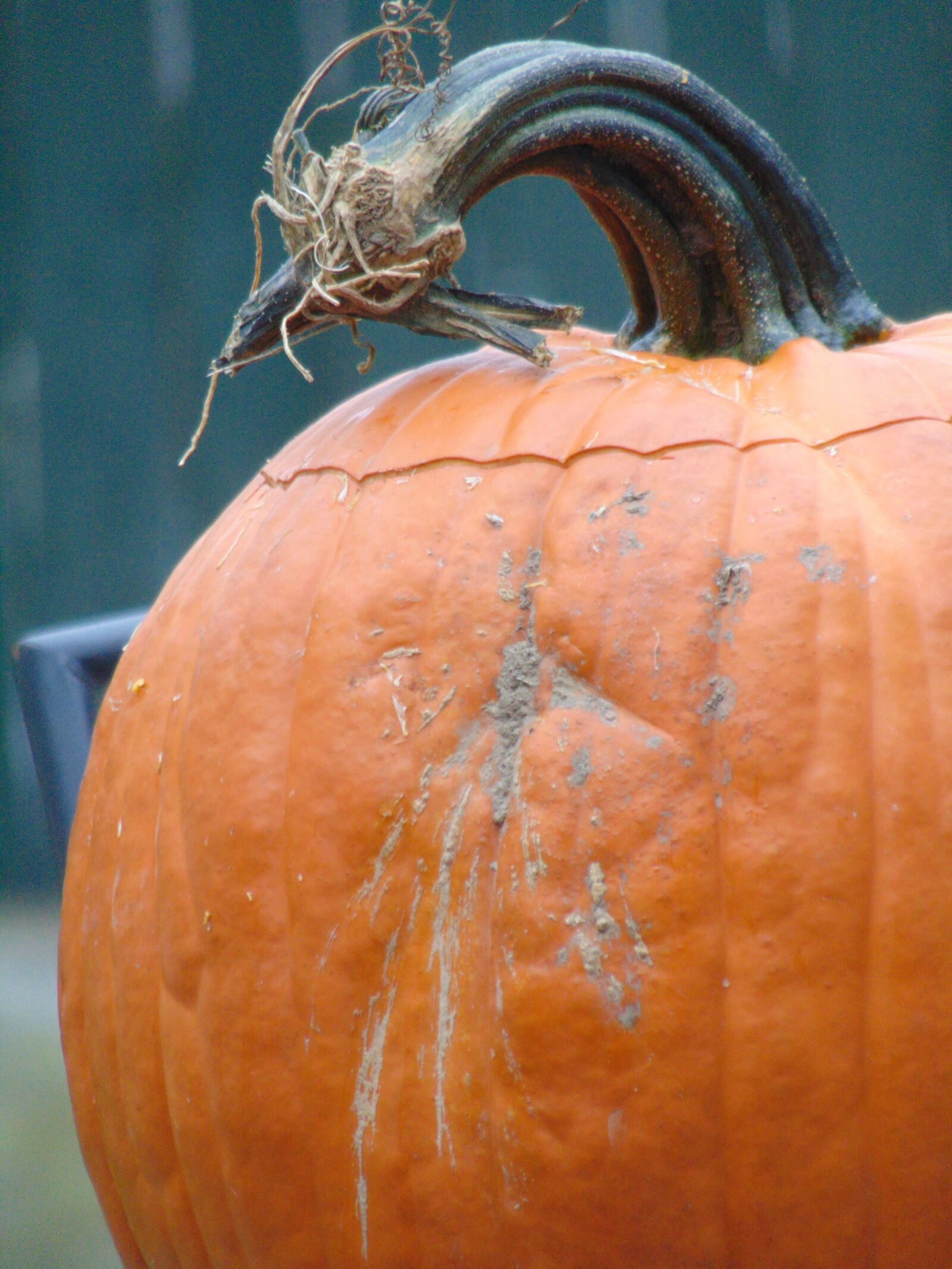 Sony Cyber-shot DSC-H300 sample photo. Autumn, fall, halloween, oarange photography