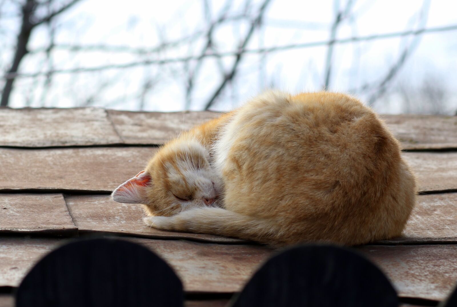 Canon EF 85mm F1.8 USM sample photo. Cat, sleep, roof photography