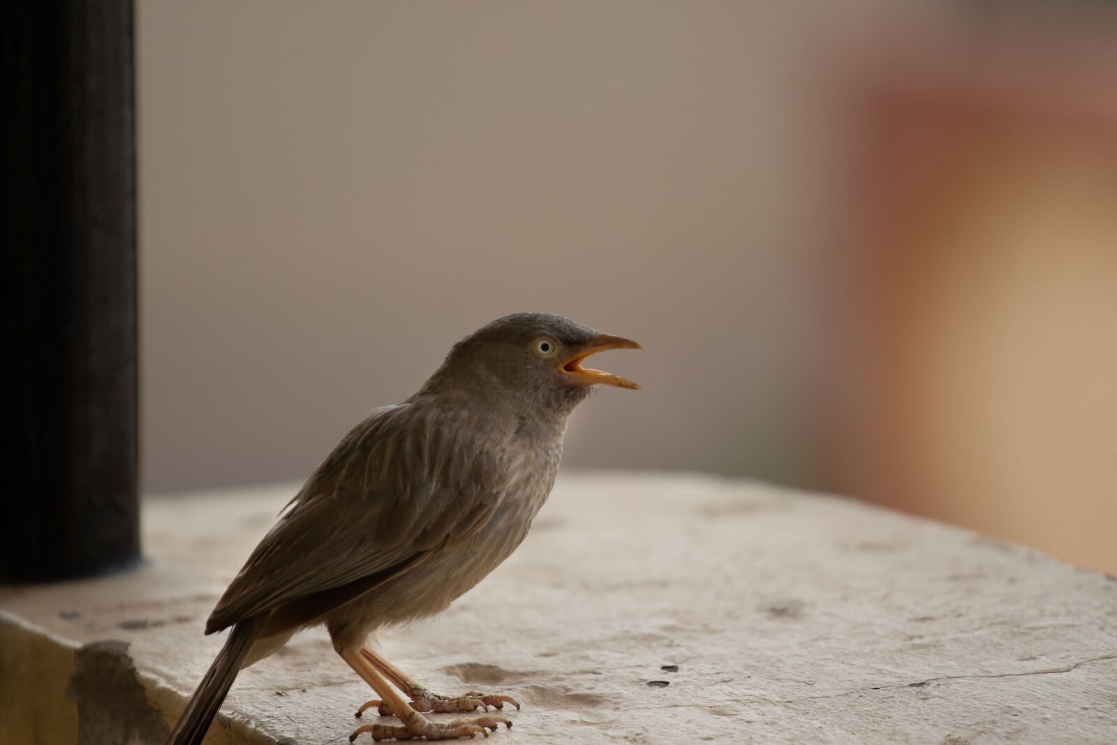 Canon EOS 700D (EOS Rebel T5i / EOS Kiss X7i) + Canon EF 70-200mm F4L USM sample photo. Eyes, animal, blue photography