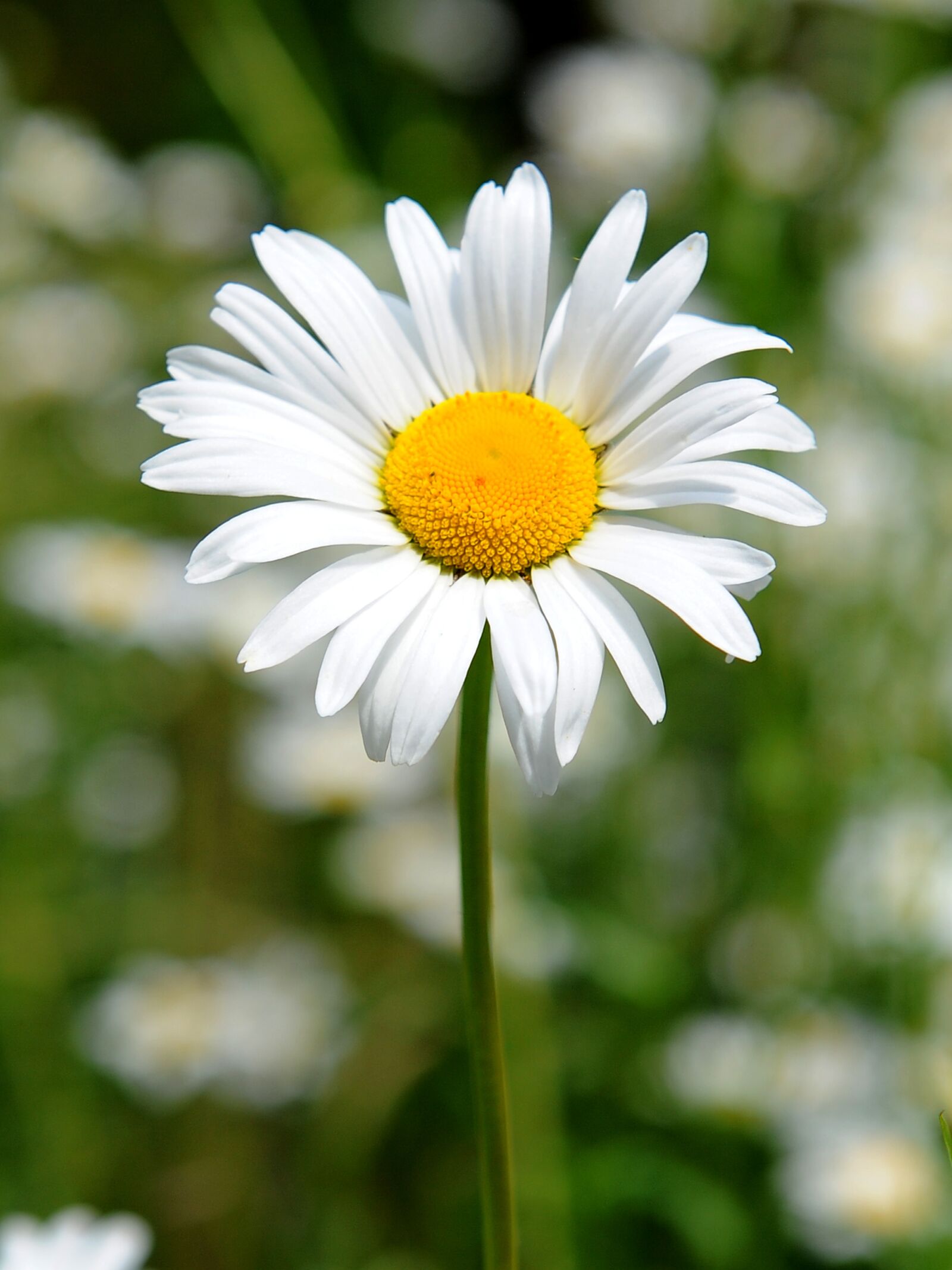 Nikon D3 sample photo. Flower, stem, natural photography