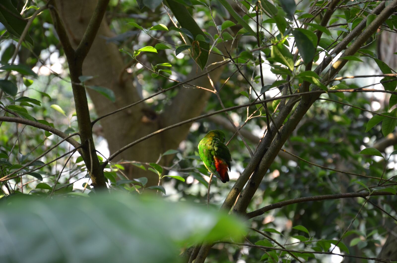 Nikon D7000 sample photo. Parrot, lonely, nature photography