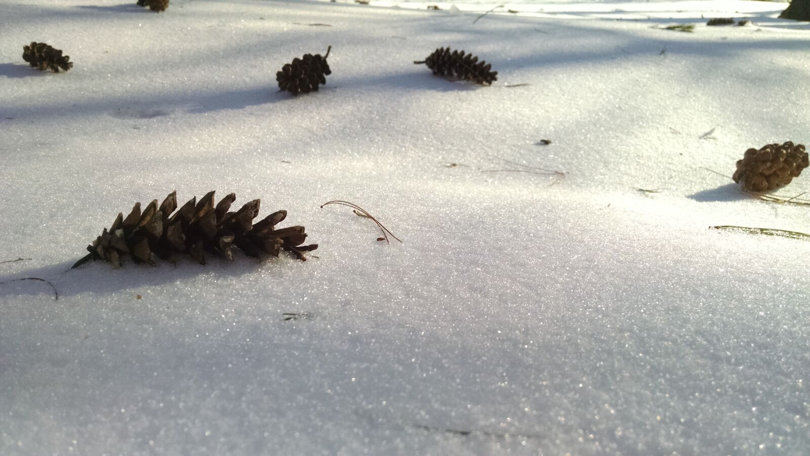 Motorola Moto X (1st Gen) sample photo. Pinecone, snow, sun, winter photography