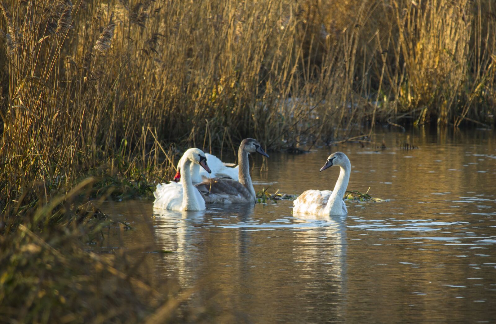 Canon EF-S 55-250mm F4-5.6 IS STM sample photo. Swans, nature, water photography
