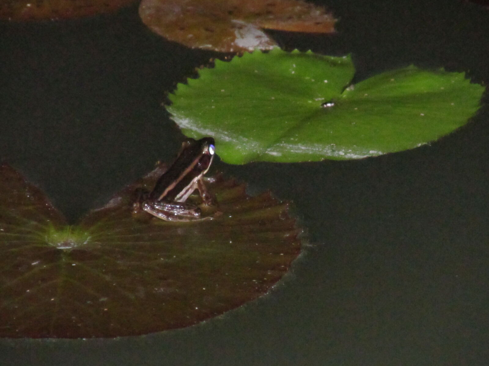 Canon PowerShot SX160 IS sample photo. Frog, lilypad, water, lily photography