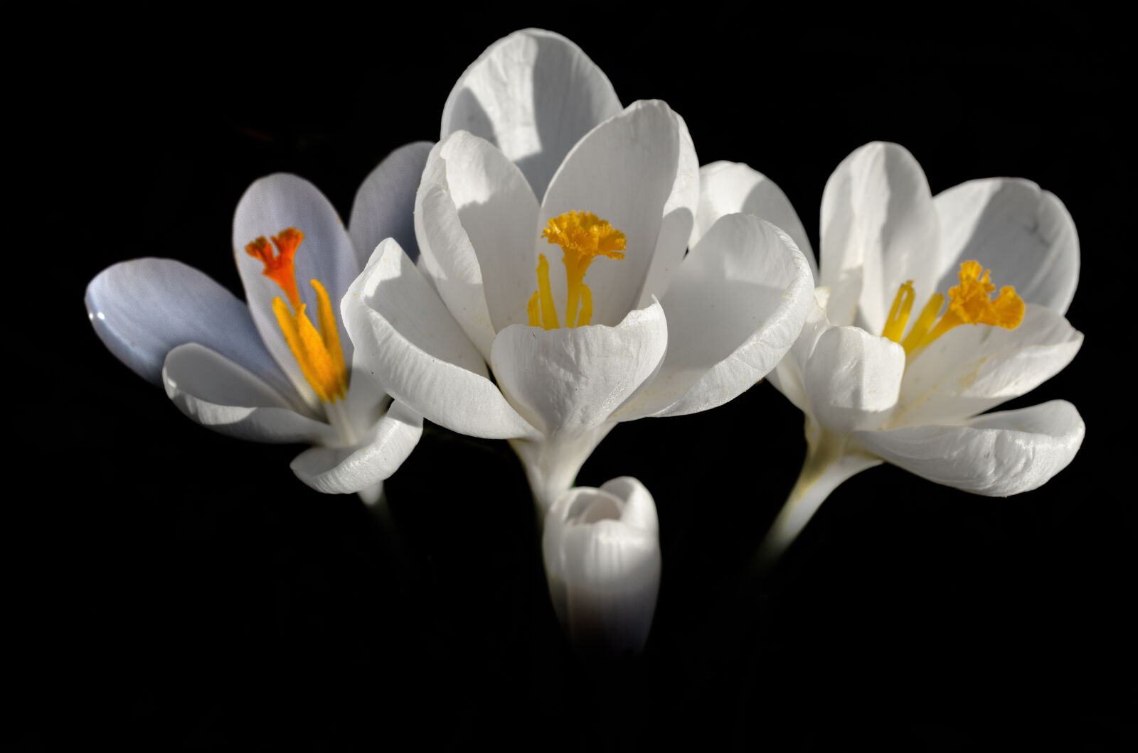 Nikon D7000 sample photo. Flower, crocus, three photography