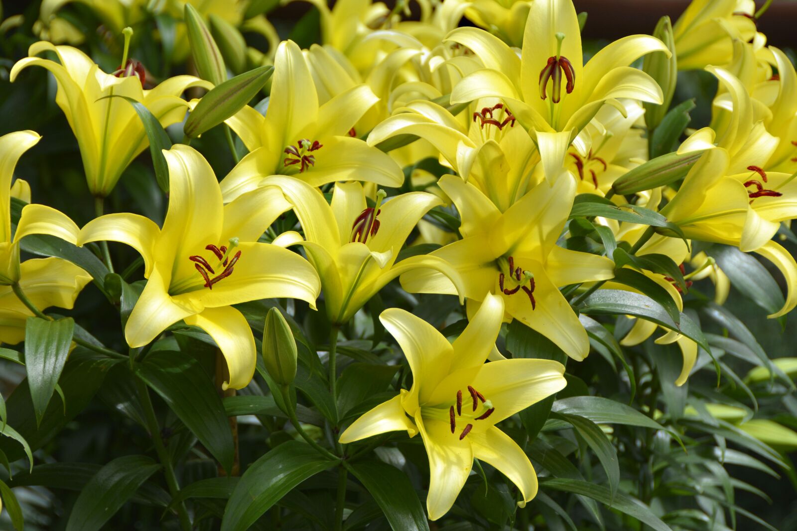 Nikon D7100 sample photo. Lily, plant, blossom photography