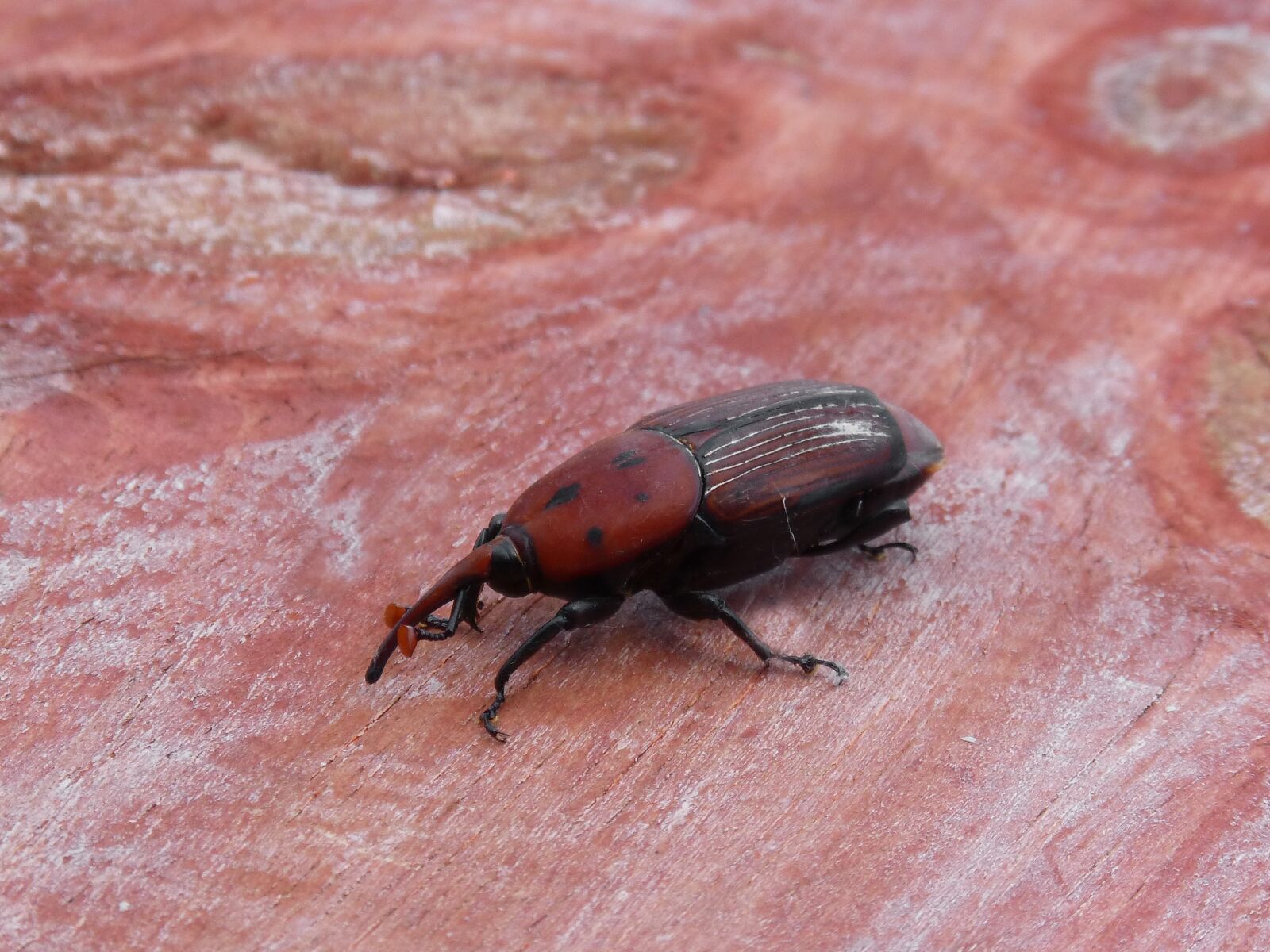 Panasonic DMC-FZ62 sample photo. Rhynchophorus ferrugineus, weevil, morrut photography