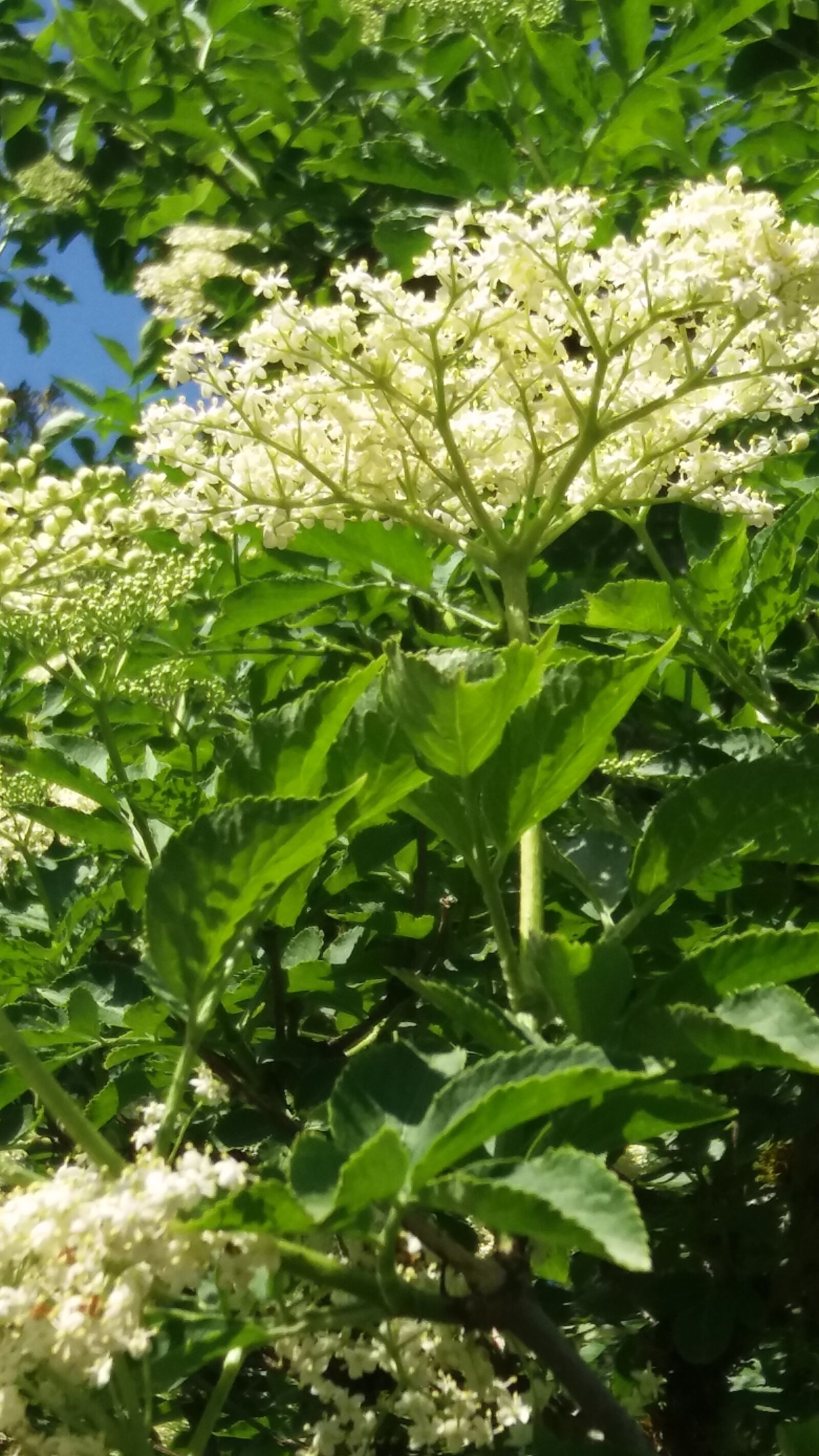 Samsung Galaxy J5 sample photo. Sambocca negra, summer, flowers photography