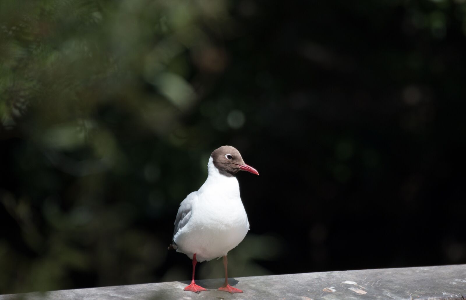 Canon EOS 70D sample photo. Bird, close up, macro photography