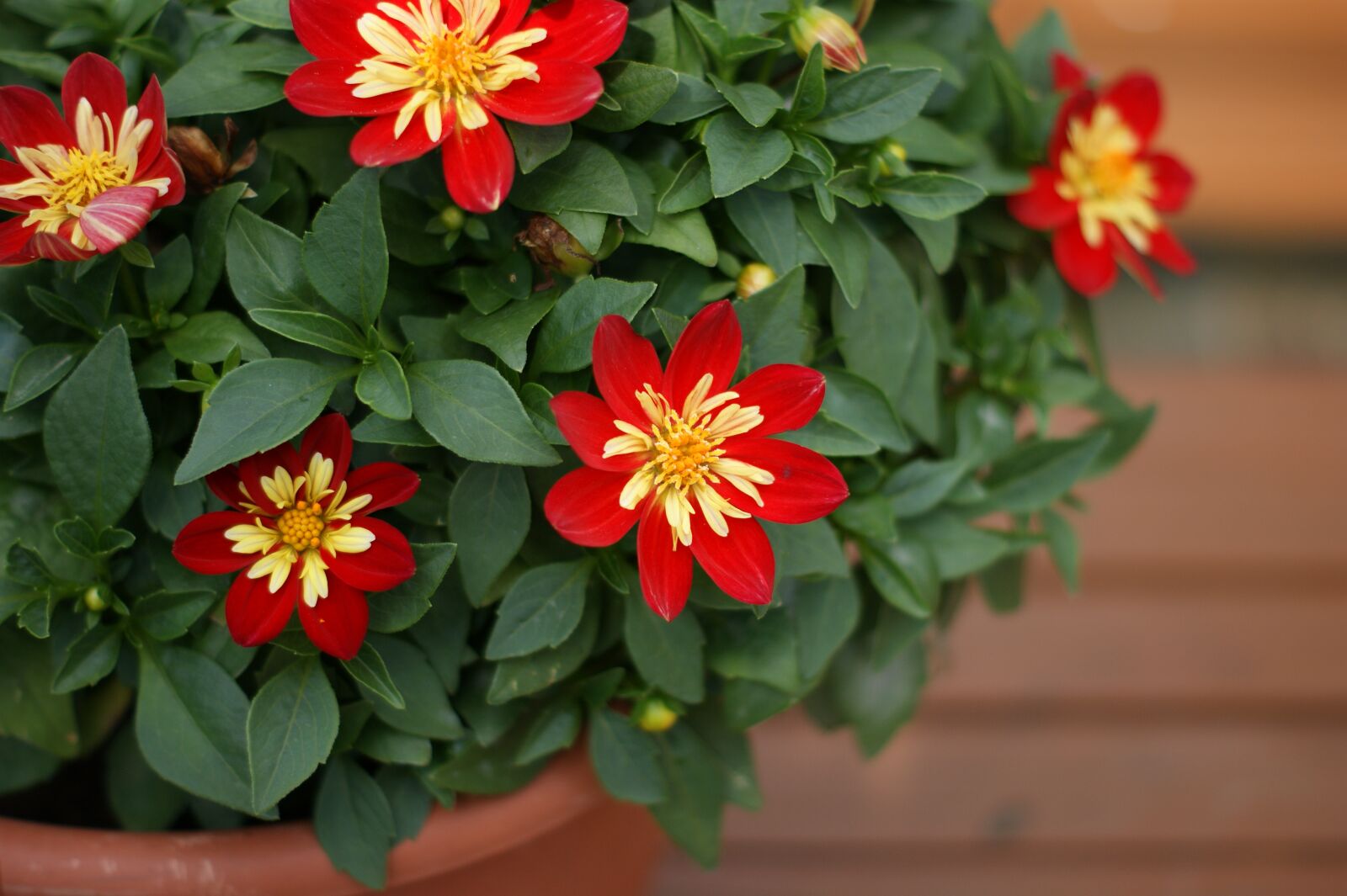 Sony Alpha DSLR-A390 sample photo. Potted flower, garden, red photography