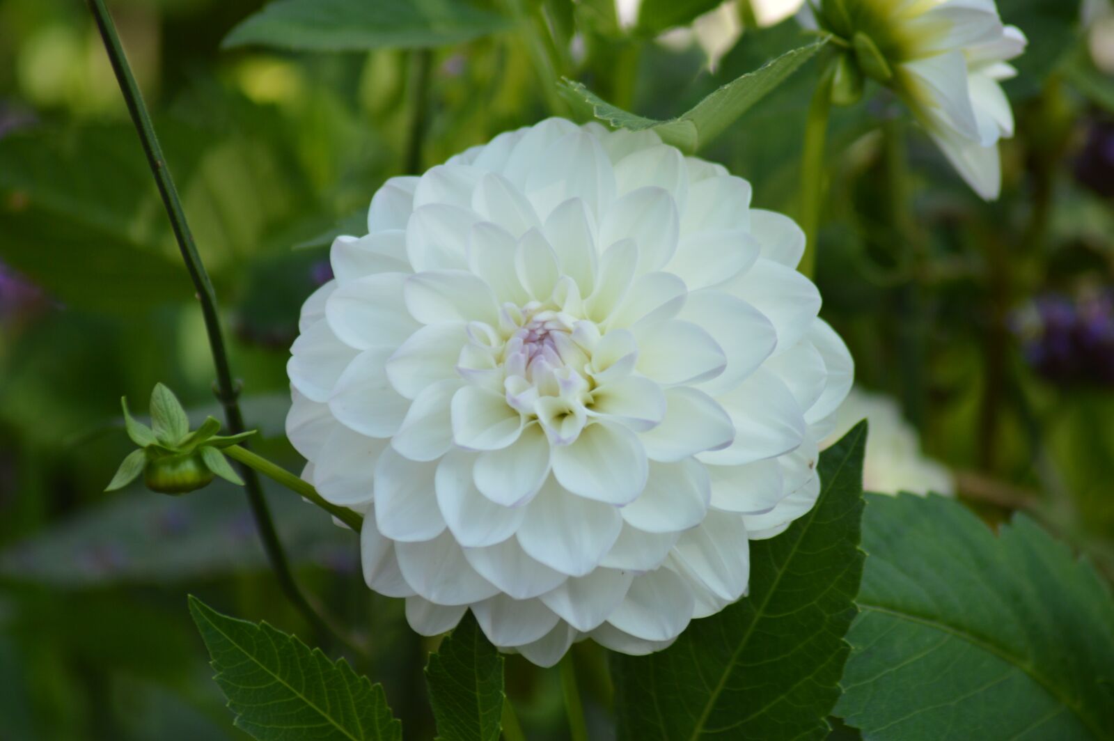 Nikon D3200 sample photo. Flower, nature, plant photography