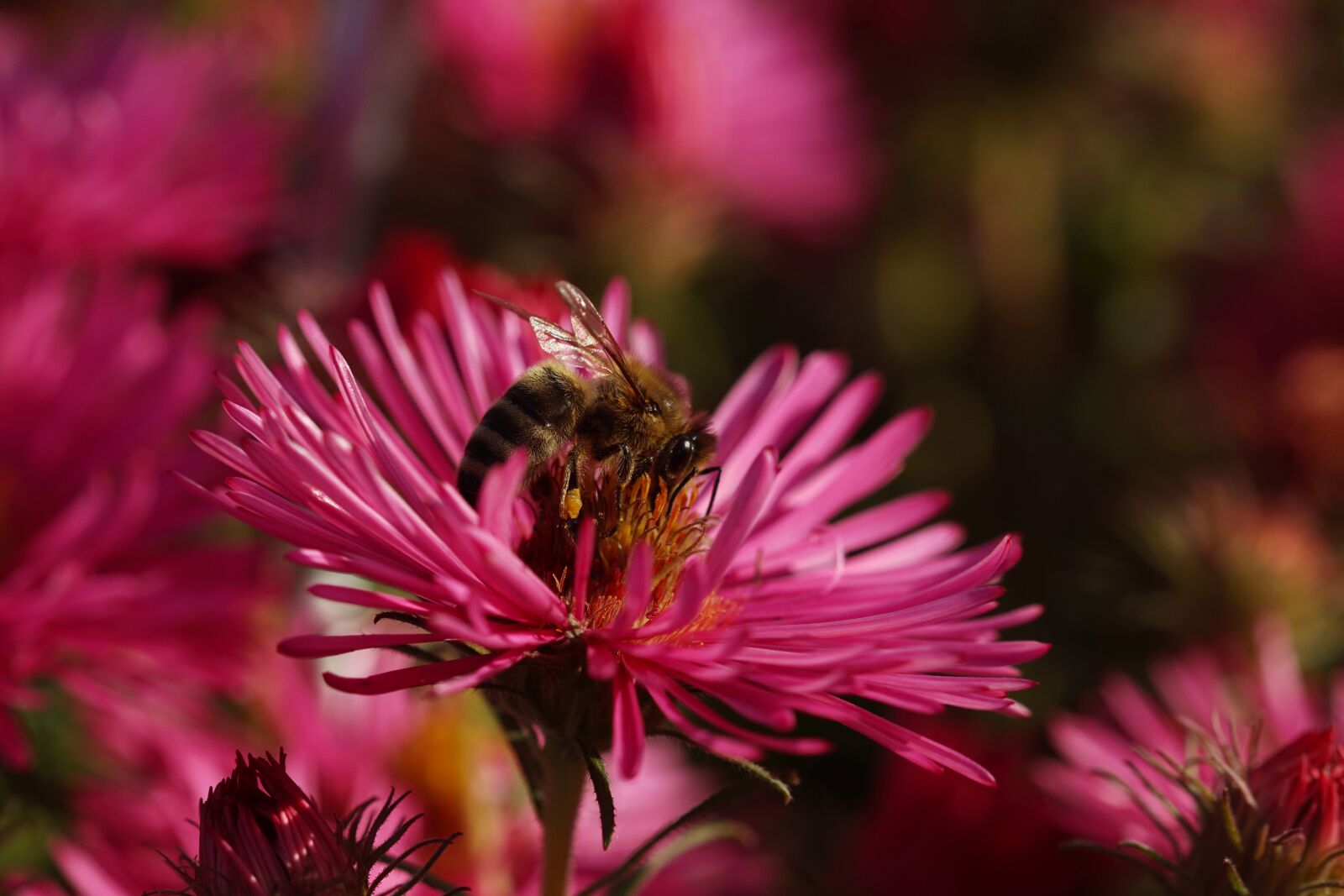 105mm F2.8 sample photo. Bee, honey bee, rough-leaf photography