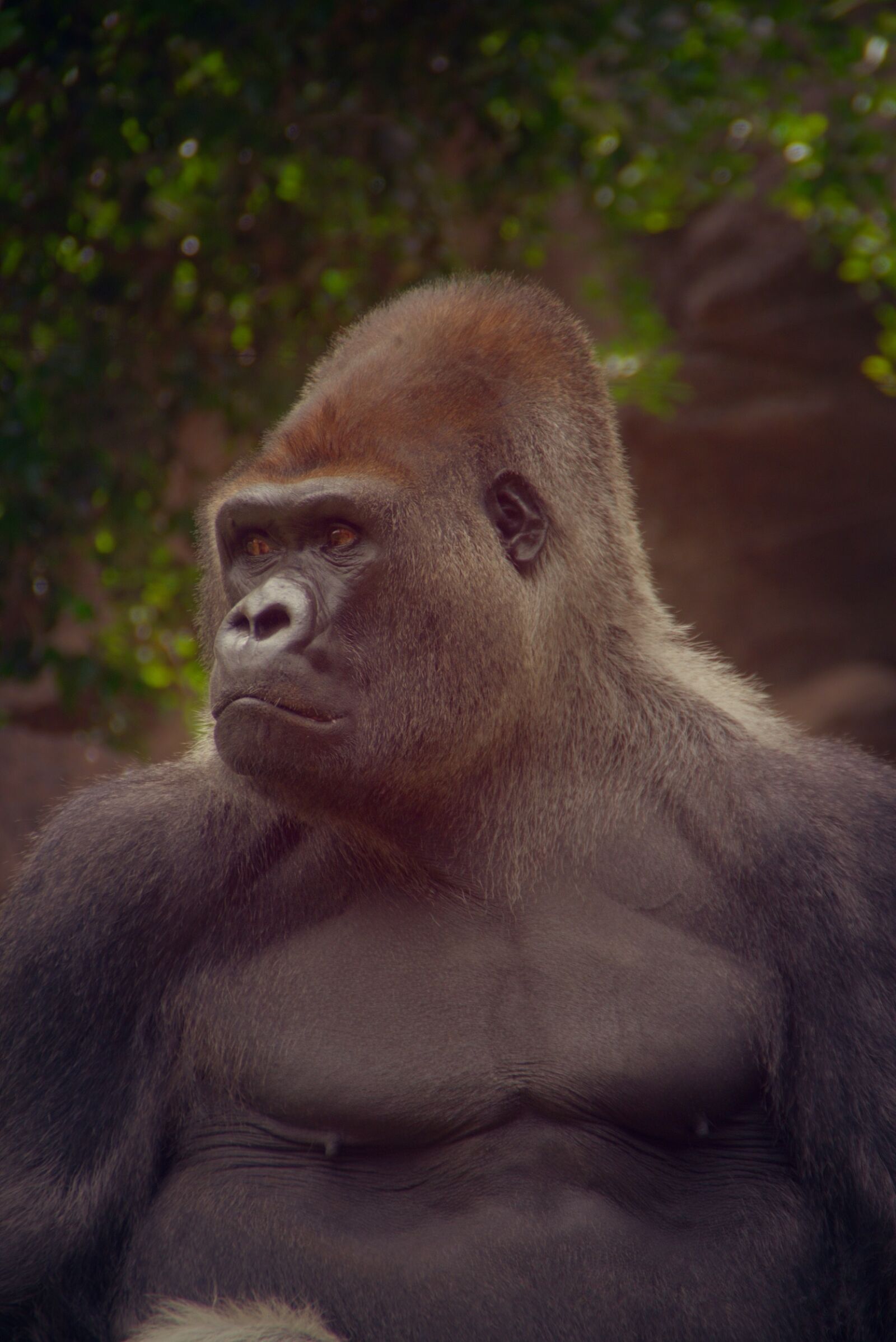 Pentax K-70 sample photo. Monkey, primate, mammal photography