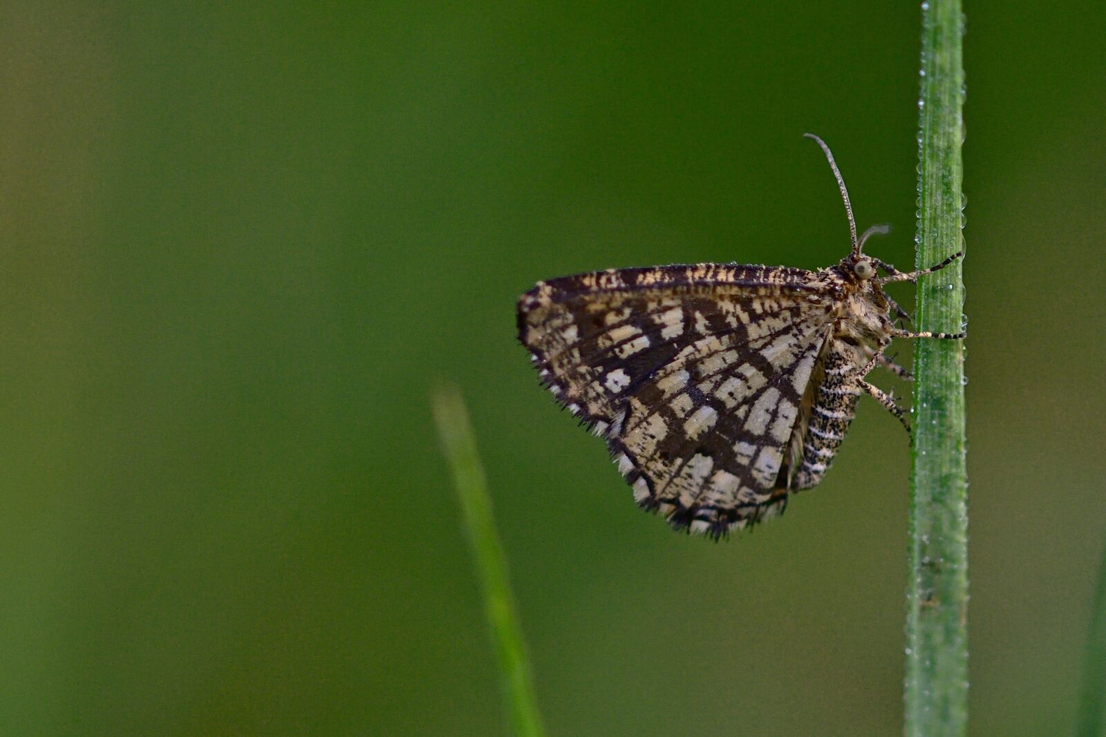 Nikon D5200 sample photo. Butterfly, morgentau, heat photography