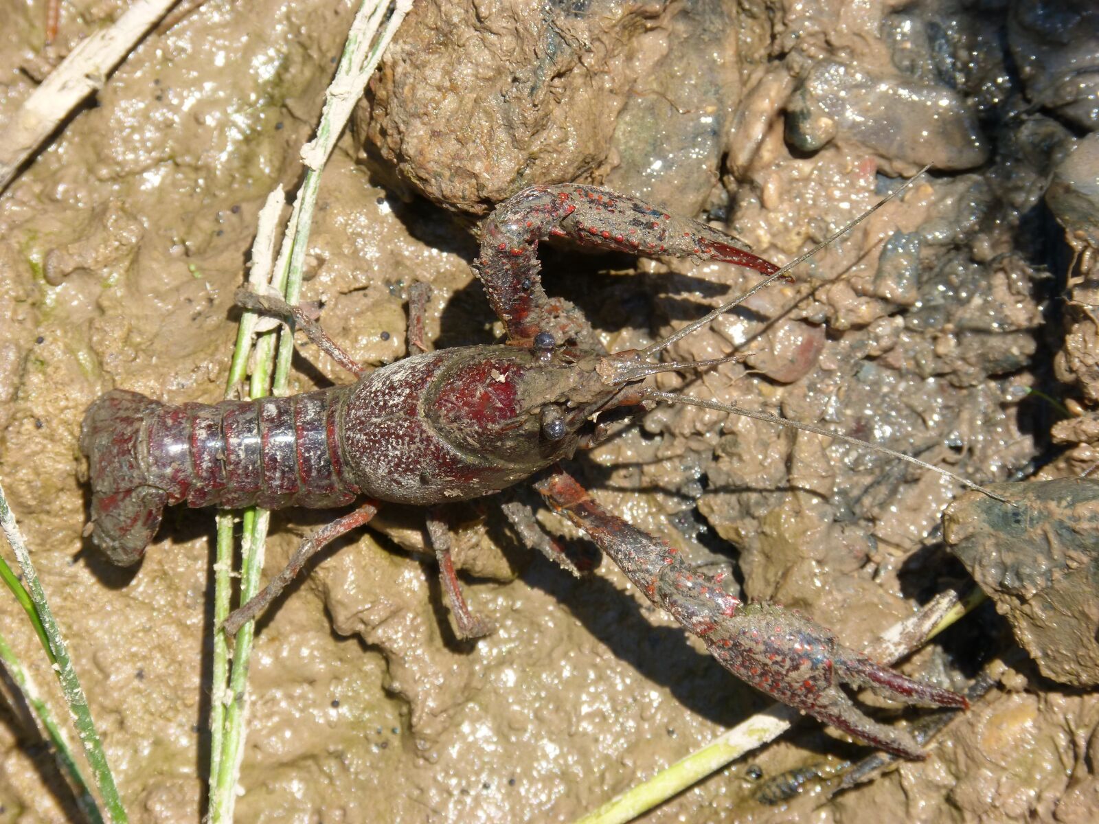 Panasonic DMC-FZ62 sample photo. Crayfish, mud, american crab photography