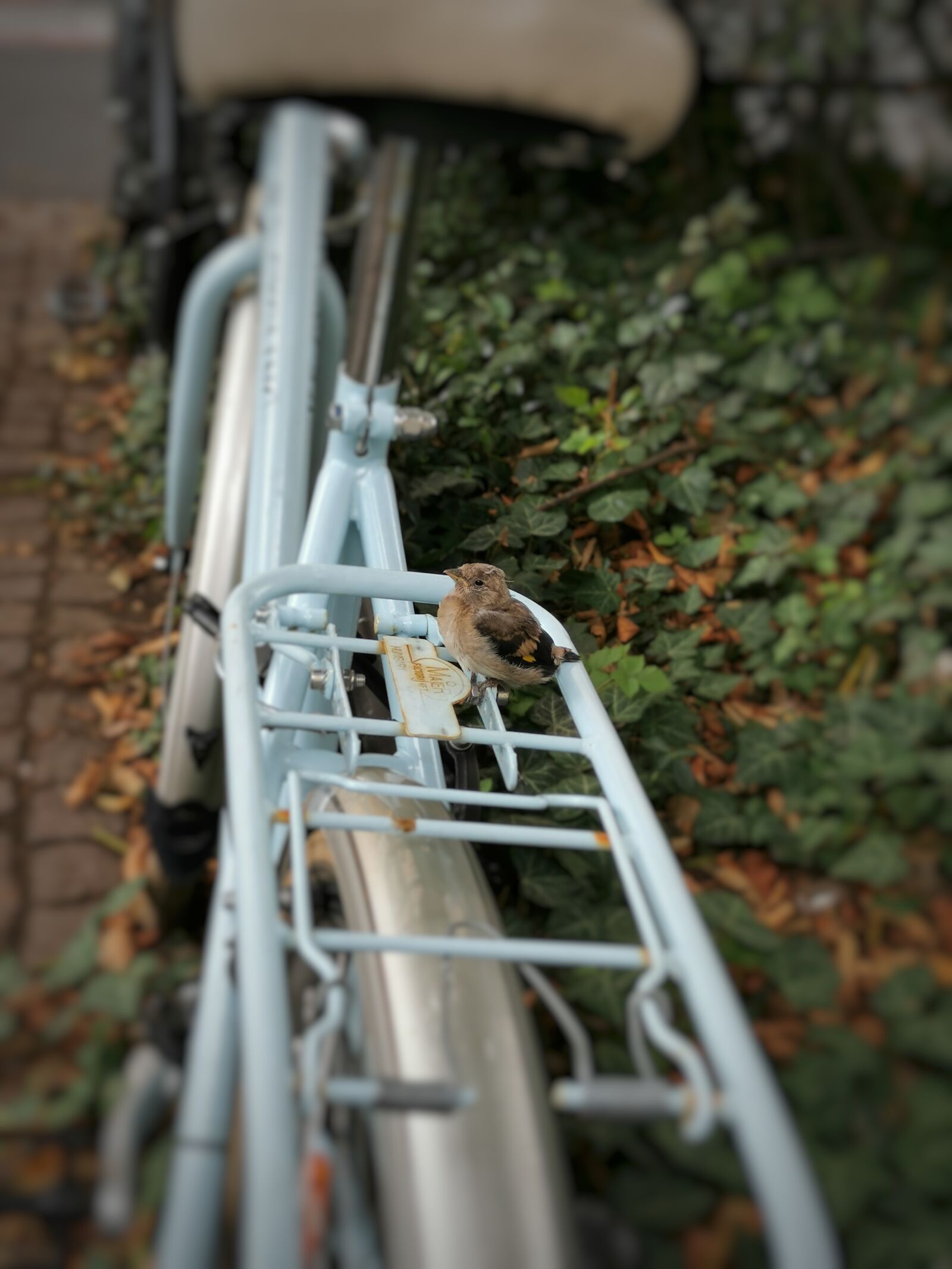 HUAWEI P30 sample photo. Bird, bike, nature photography