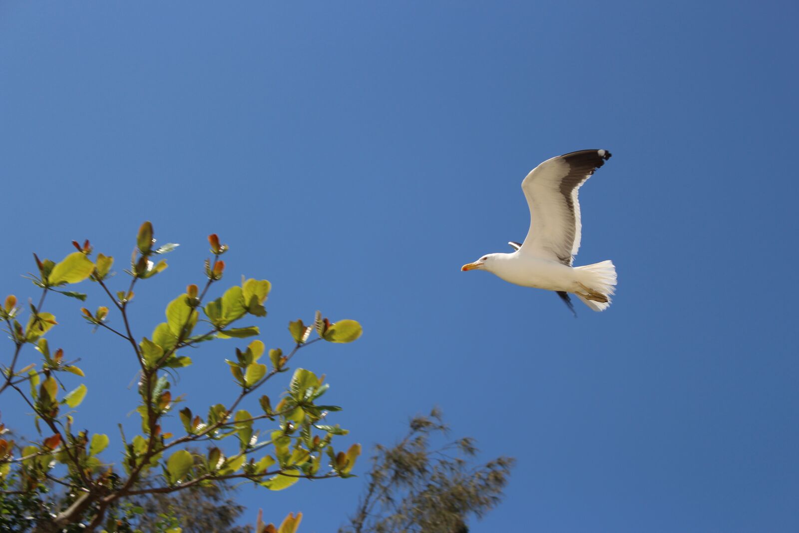 Canon EOS 700D (EOS Rebel T5i / EOS Kiss X7i) sample photo. Seagull, ceu, blue photography