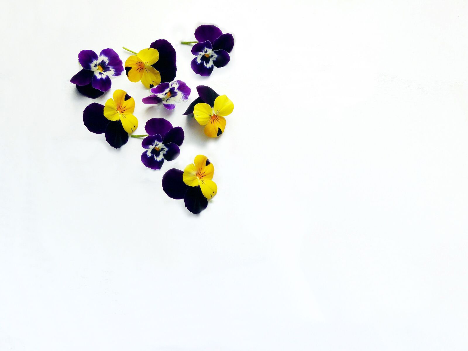 Panasonic DMC-TZ61 sample photo. 400–500, spring, colorful photography