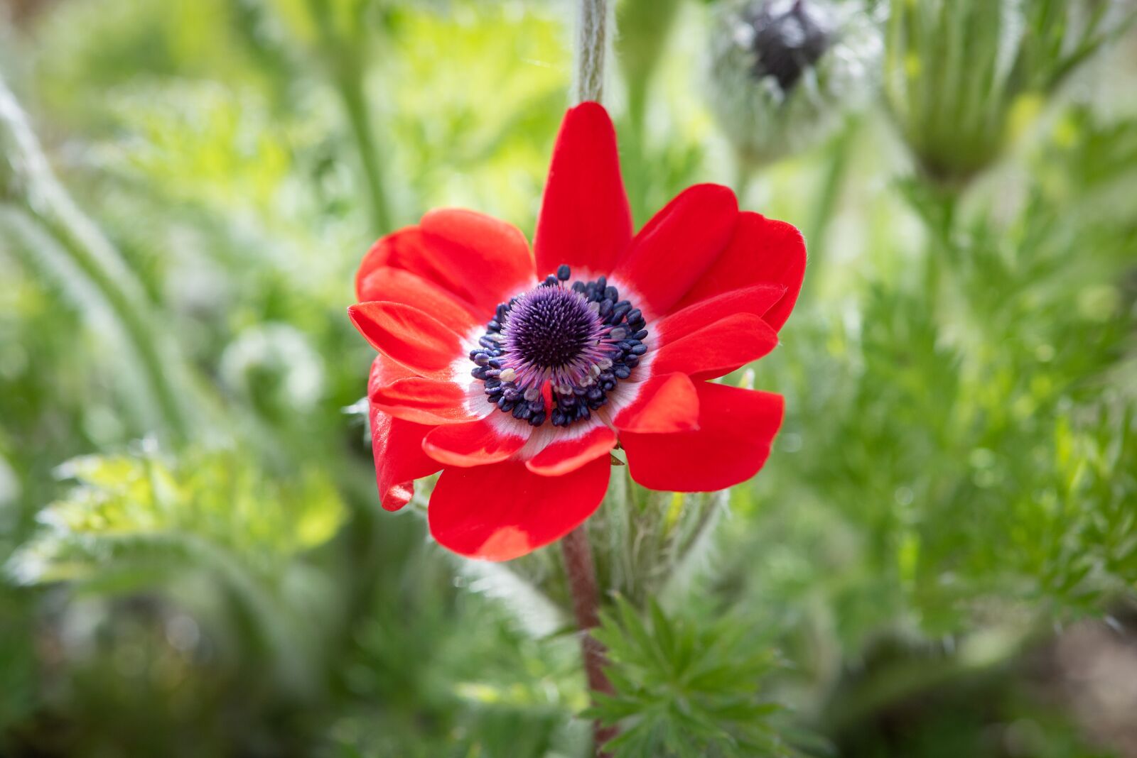 Nikon D750 sample photo. Anemone, red, crown anemone photography
