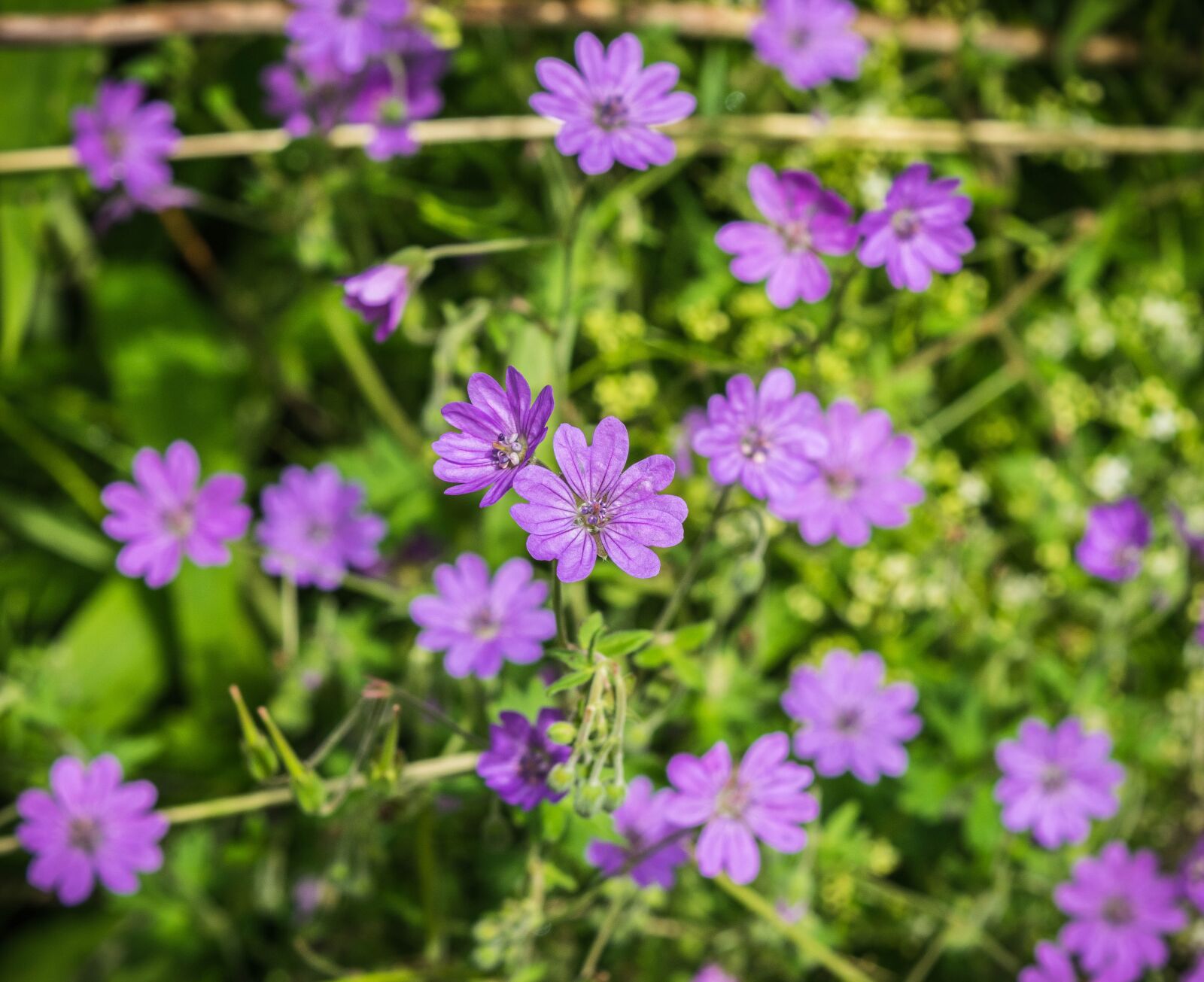 Nikon D3300 sample photo. Blossom, bloom, purple photography