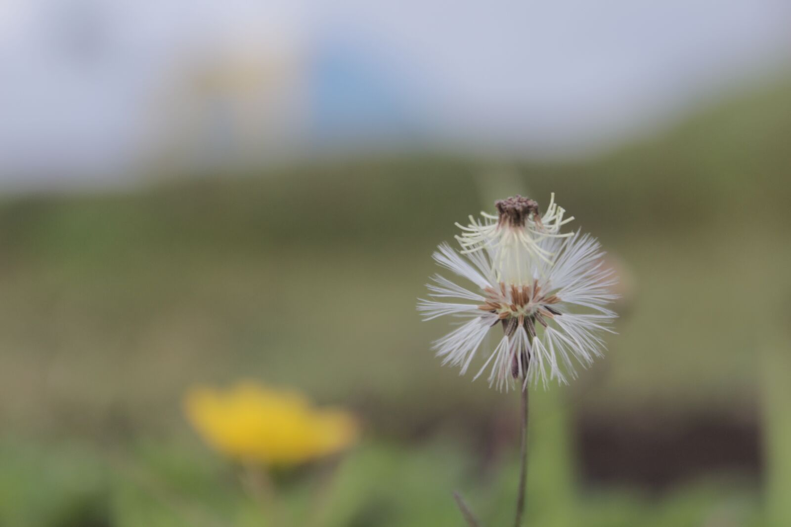 Canon EOS 600D (Rebel EOS T3i / EOS Kiss X5) sample photo. White, dandelion, bouquet photography