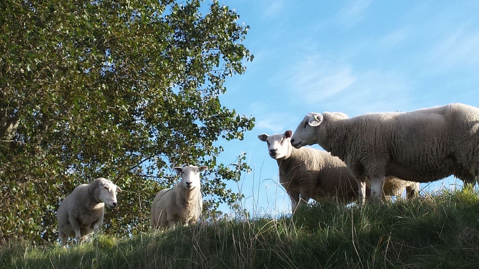 Samsung Galaxy S4 sample photo. Sheep, meadow, nature photography