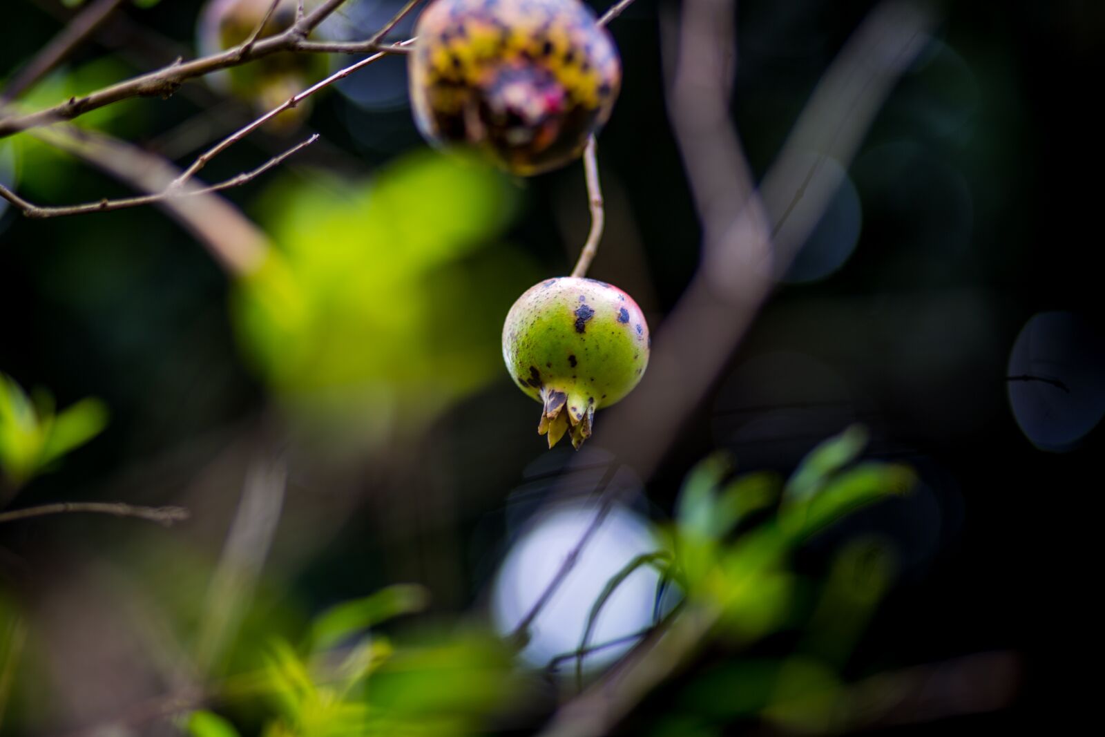 Canon EF 85mm F1.8 USM sample photo. Pomegranate, nature, green photography