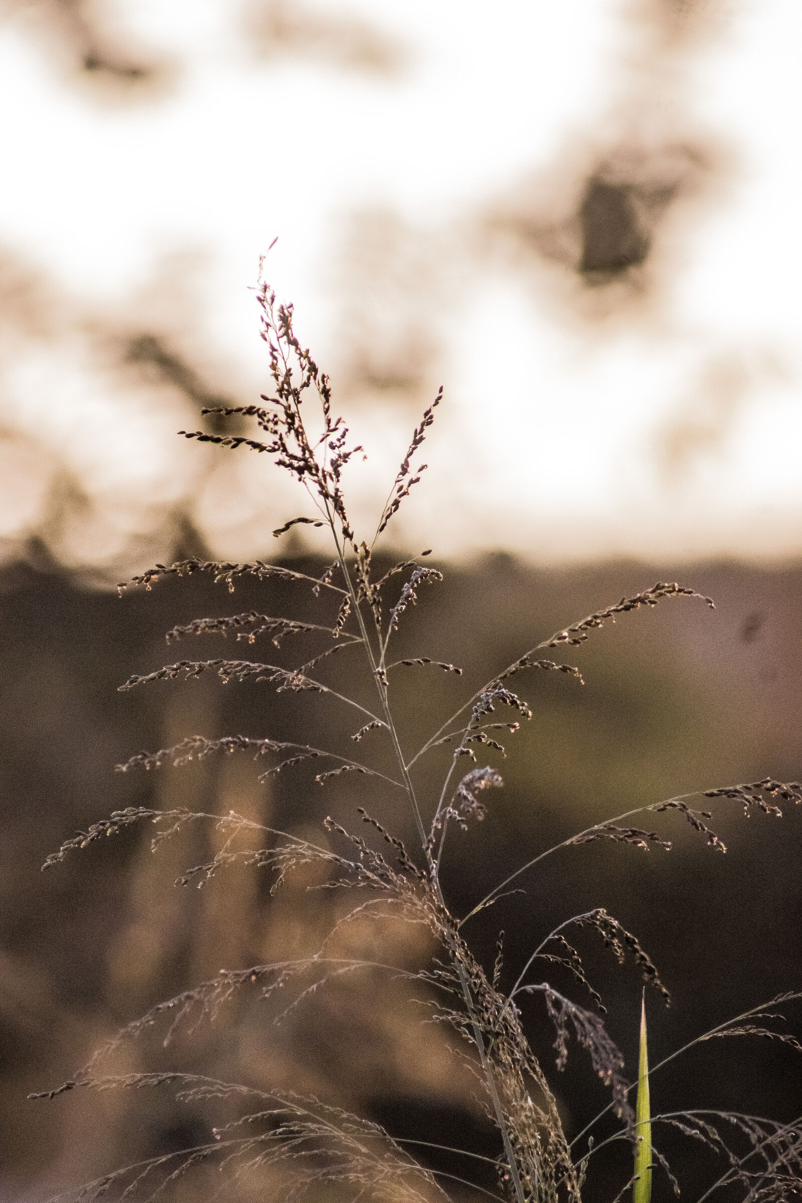 Sony SLT-A65 (SLT-A65V) sample photo