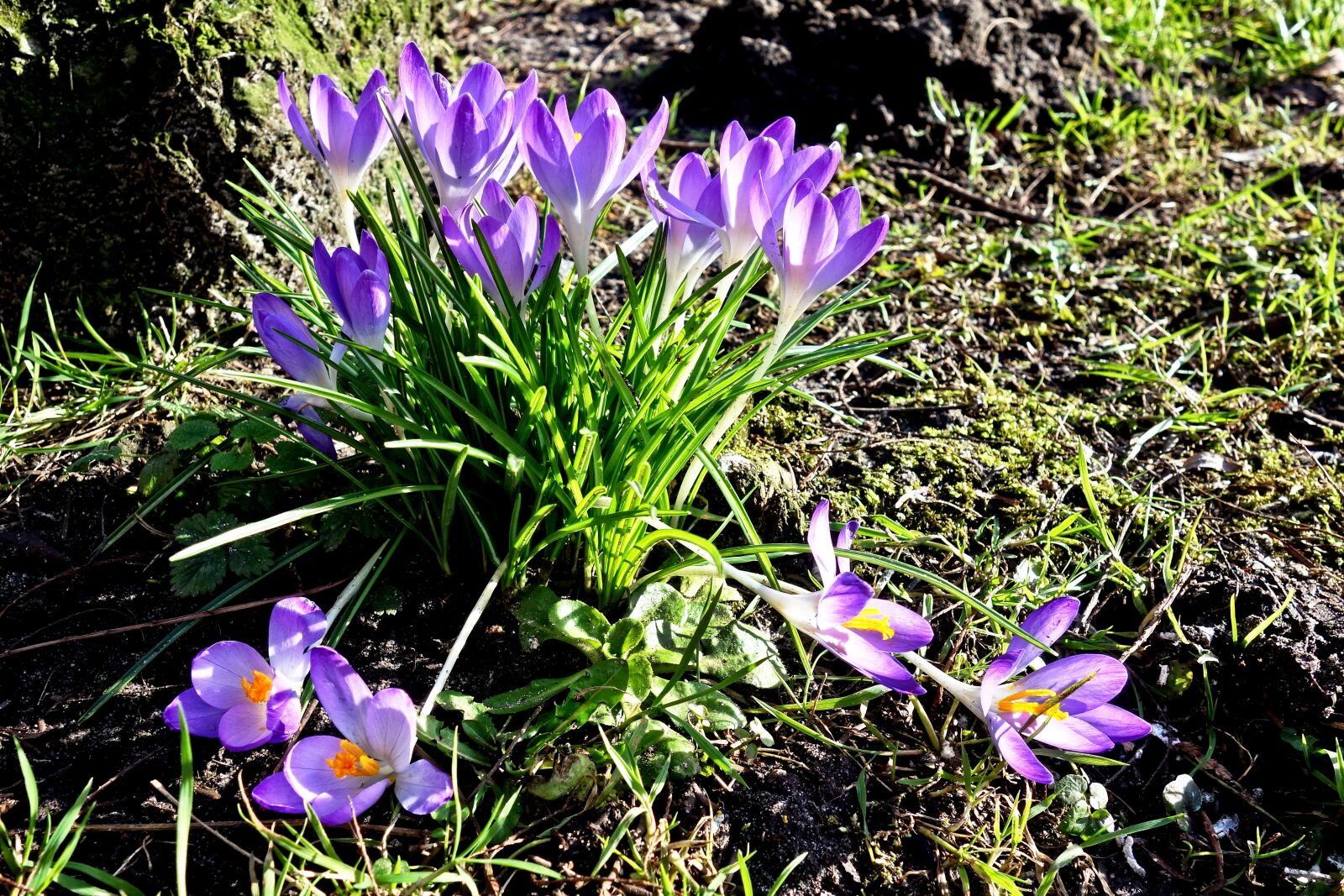 Sony Cyber-shot DSC-RX100 sample photo. Crocus, flower, petal photography