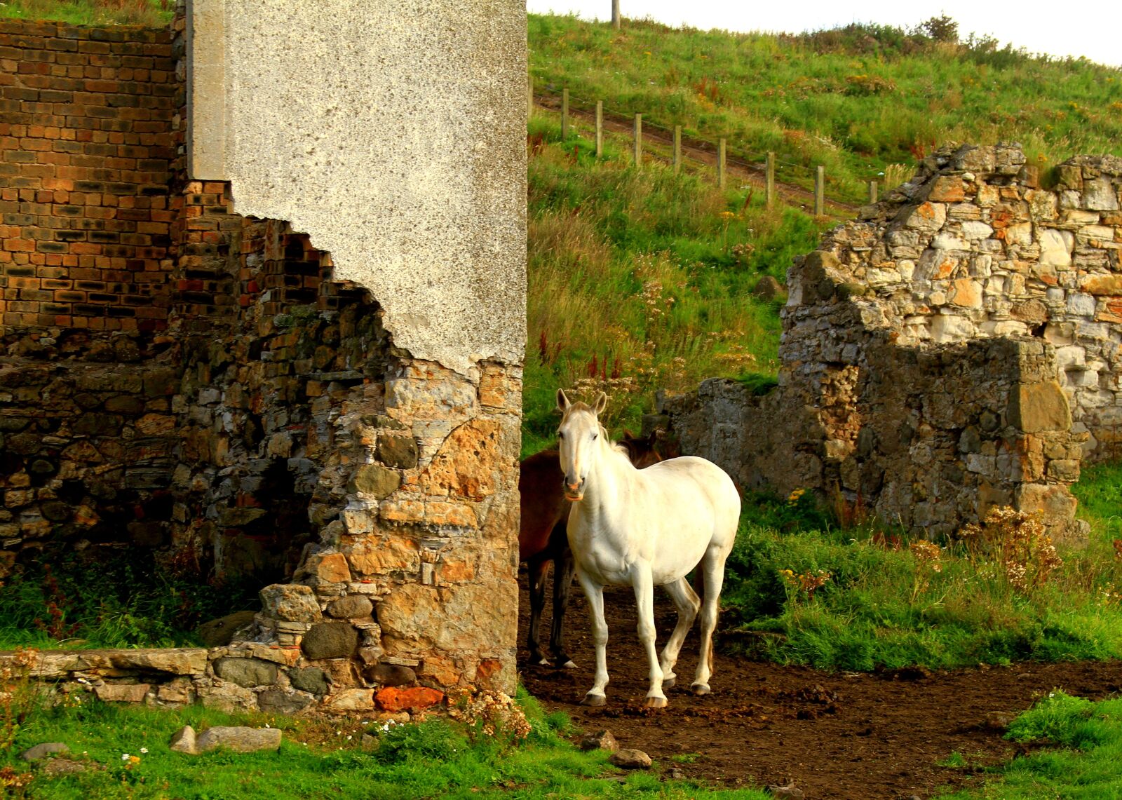 Canon EOS 7D sample photo. Stone, horse, grass photography
