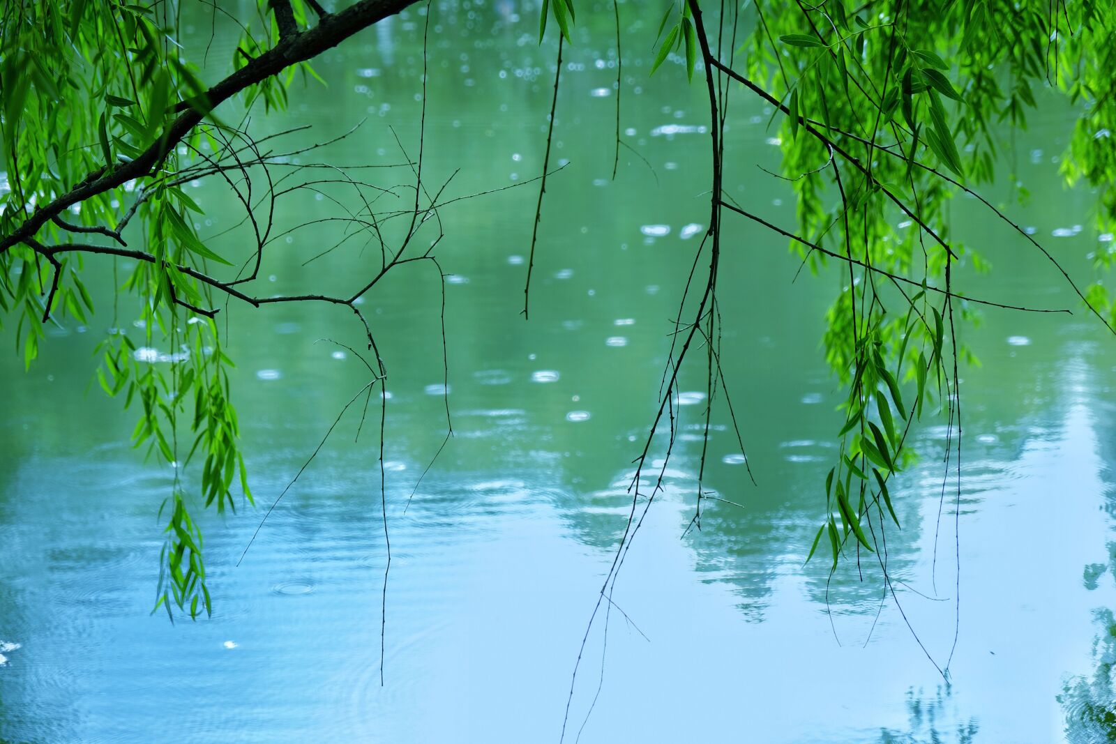 Fujifilm X-T20 sample photo. Rain, tree, lake photography