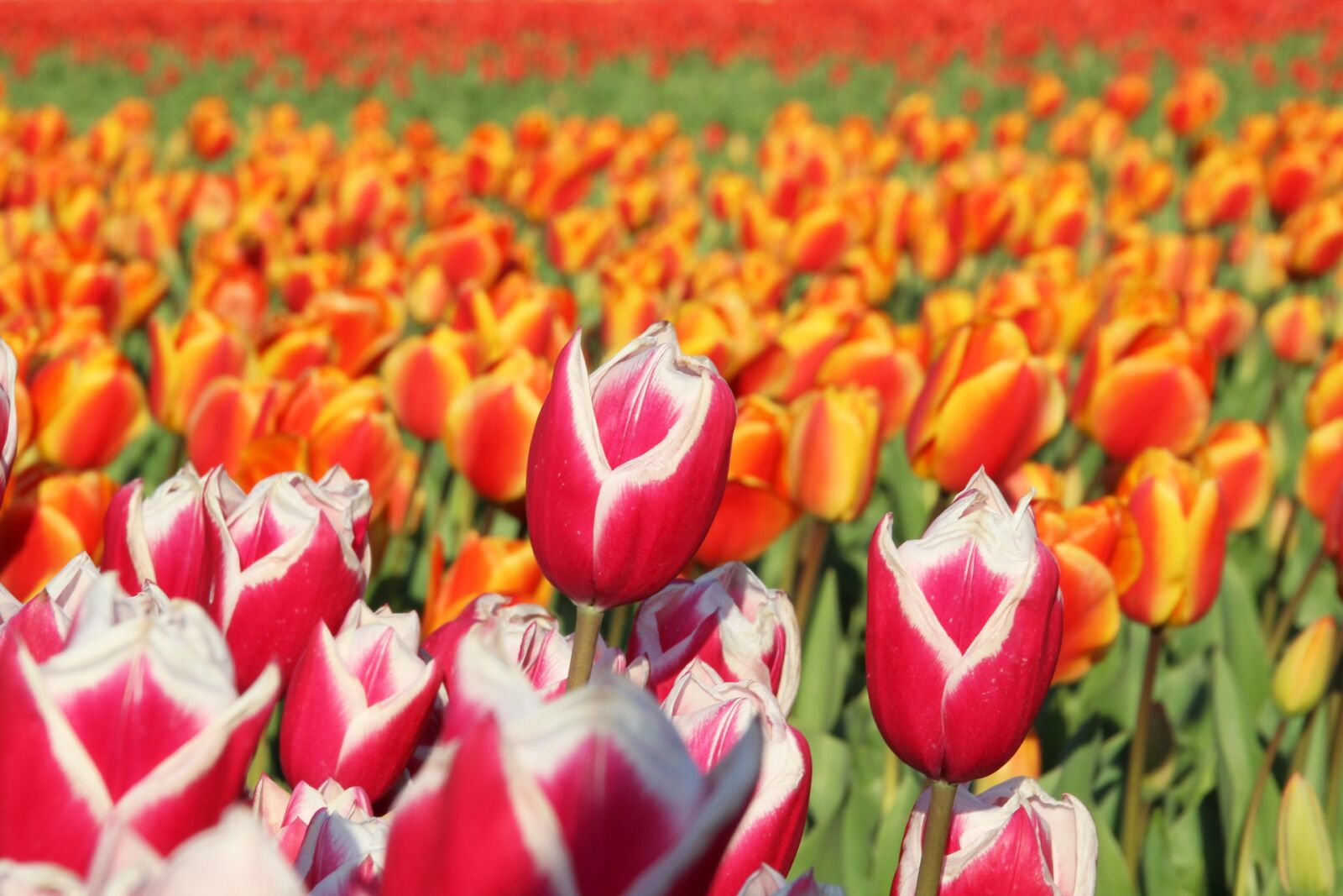 Canon EOS 600D (Rebel EOS T3i / EOS Kiss X5) sample photo. Tulips, field, flower photography
