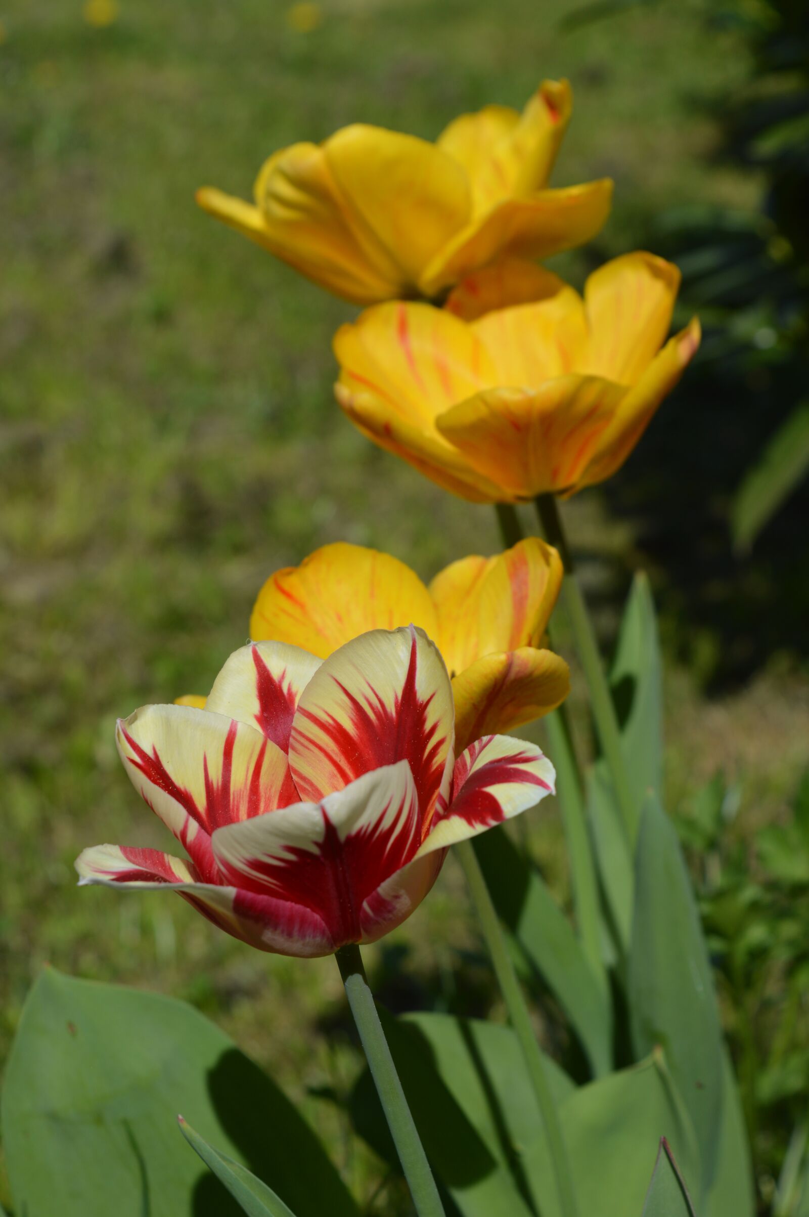 Nikon D3200 sample photo. Tulip, flower, yellow photography