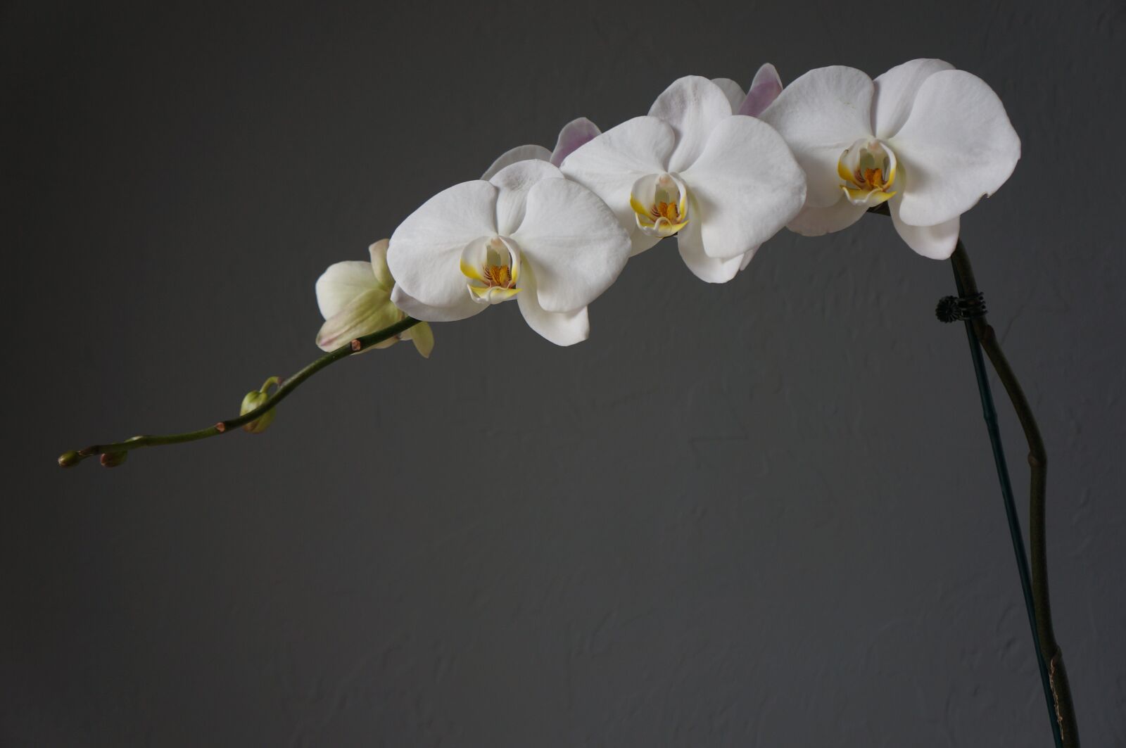 Sony Alpha NEX-5N sample photo. Orchids, cups, white photography
