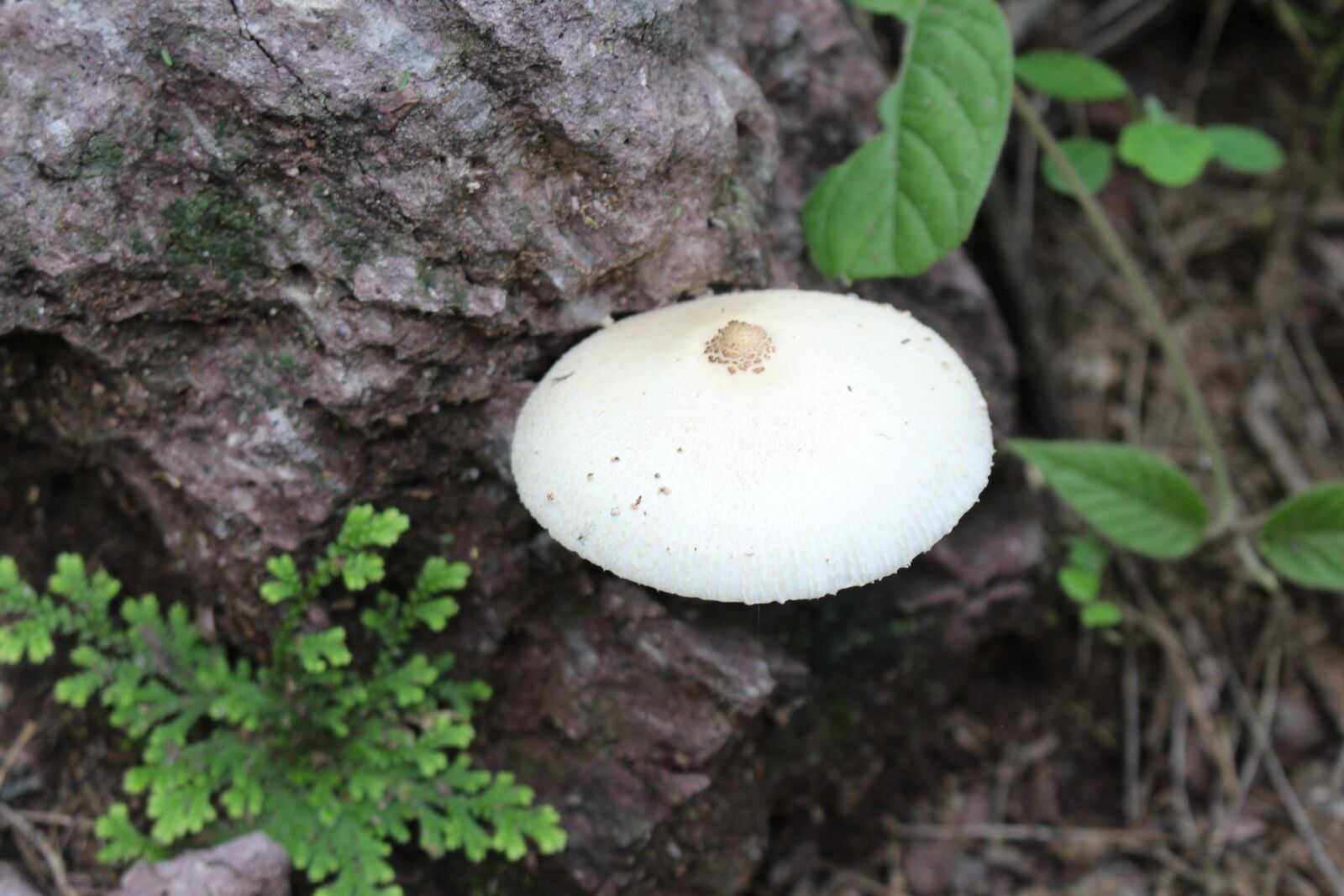Canon EOS 700D (EOS Rebel T5i / EOS Kiss X7i) sample photo. Mushroom, nature, fungus photography