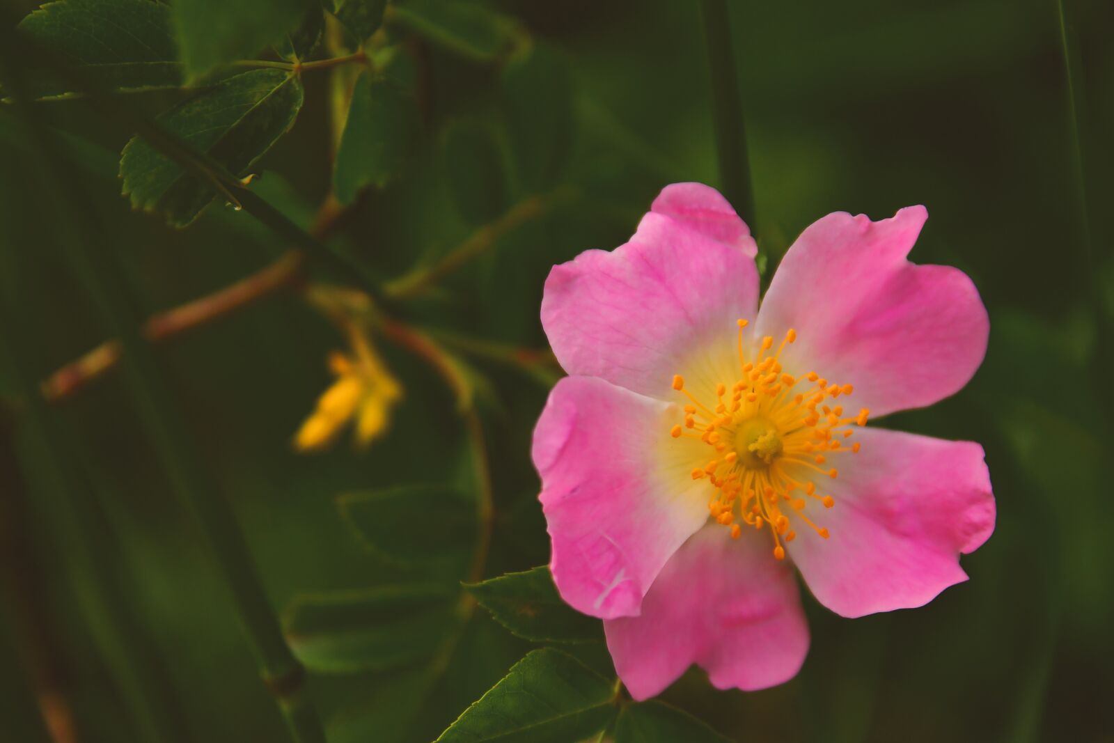 Nikon D7500 sample photo. Rose, tea rose, brian photography