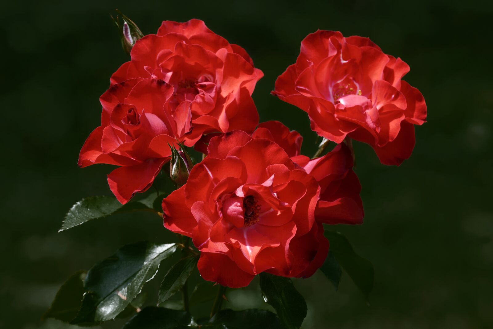 Nikon D5300 sample photo. Flowers, petals, red photography