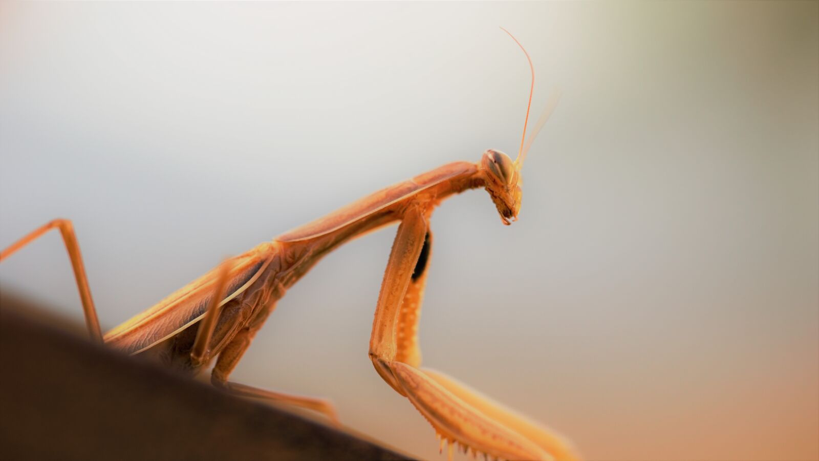 Sony a6000 sample photo. Praying mantis, nature experience photography
