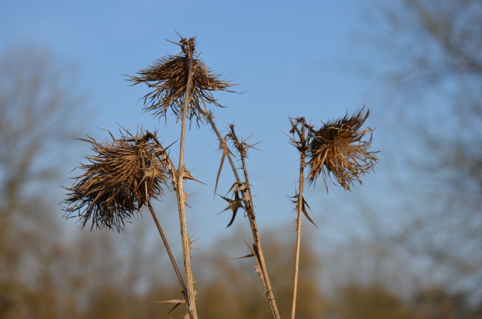 Nikon D5100 sample photo. Plant, thistle, nature photography