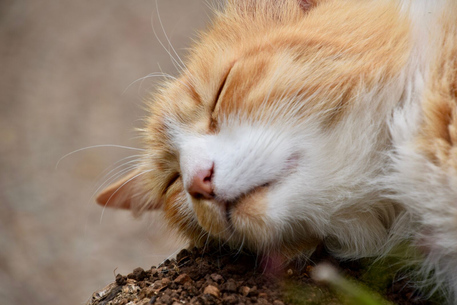 Nikon D3300 sample photo. Animal, cat, pet photography